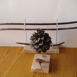 Morfologies vegetals